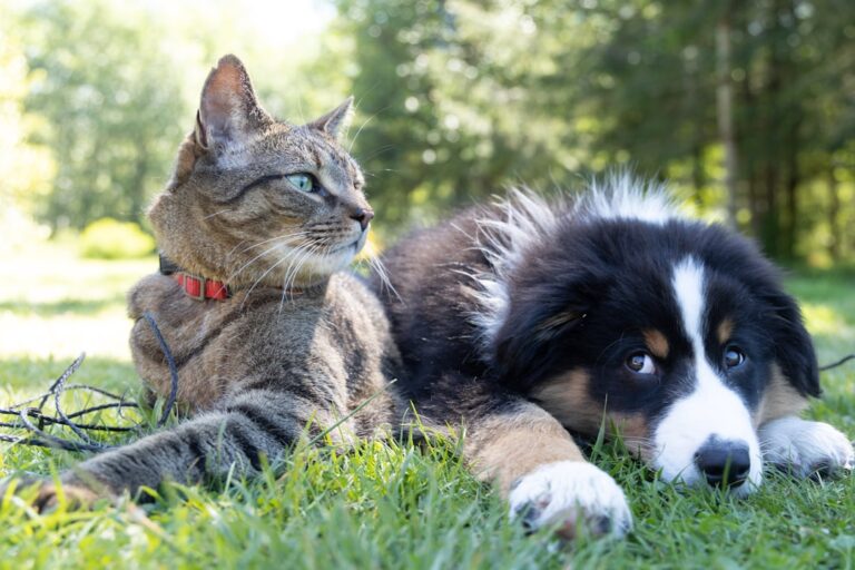 Easy Pet Care Tips for Happier Dogs and Cats
