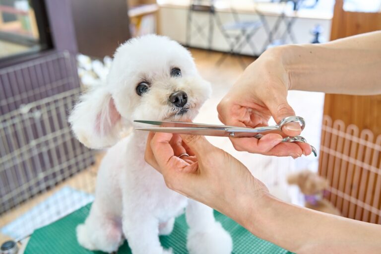 Pet Grooming Tips Every New Pet Owner Should Know
